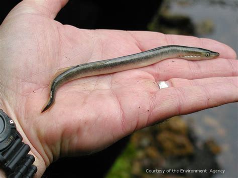 Lancelets, lampreys and hagfish – Te Ar